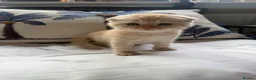 Scottish Fold cats for sale: Scottish fold and straight  in London - Advert 18