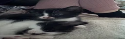 Mixed Breed cats for sale: Kitten  - Advert 2