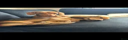 Miniature Dachshund dogs for sale: Female Miniature Dachshund  - Advert 5
