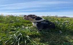 Olde English Bulldogge dogs for sale: 6 year boy needs new home - Image 9