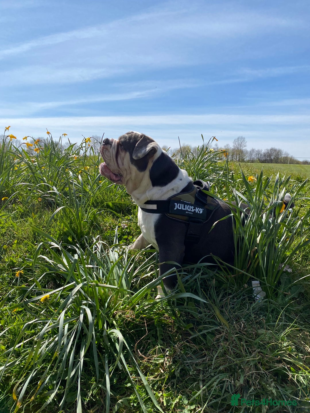 Olde English Bulldogge dogs for sale: 6 year boy needs new home - Image 9