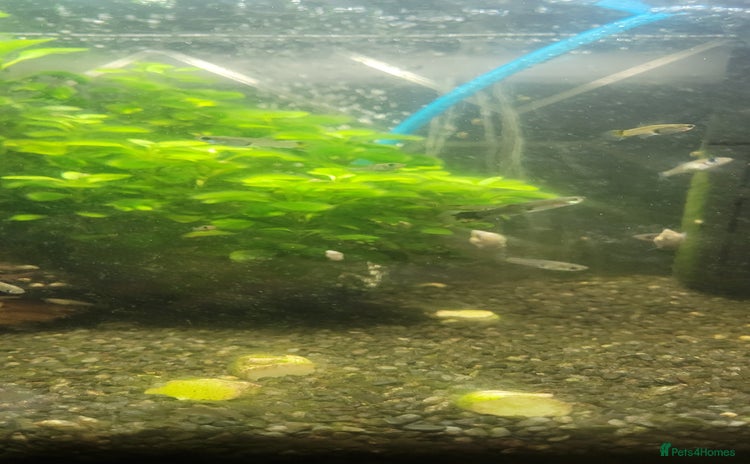 Mollies fish - Advert 1