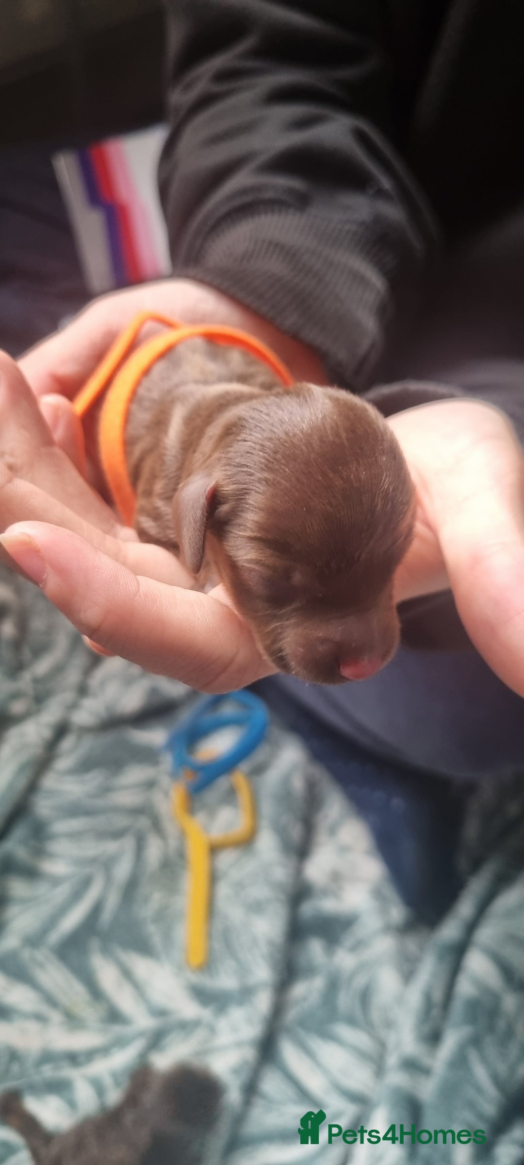Mixed Breed dogs for sale: Dachschund puppies - Image 6