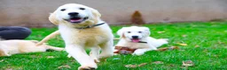 Golden Retriever dogs for sale: Purpose Bred Puppies for Assistance & Family Homes - Advert 4