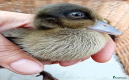 Ducks poultry for sale: Indian Runner Ducklings looking for Loving Homes - Image 2