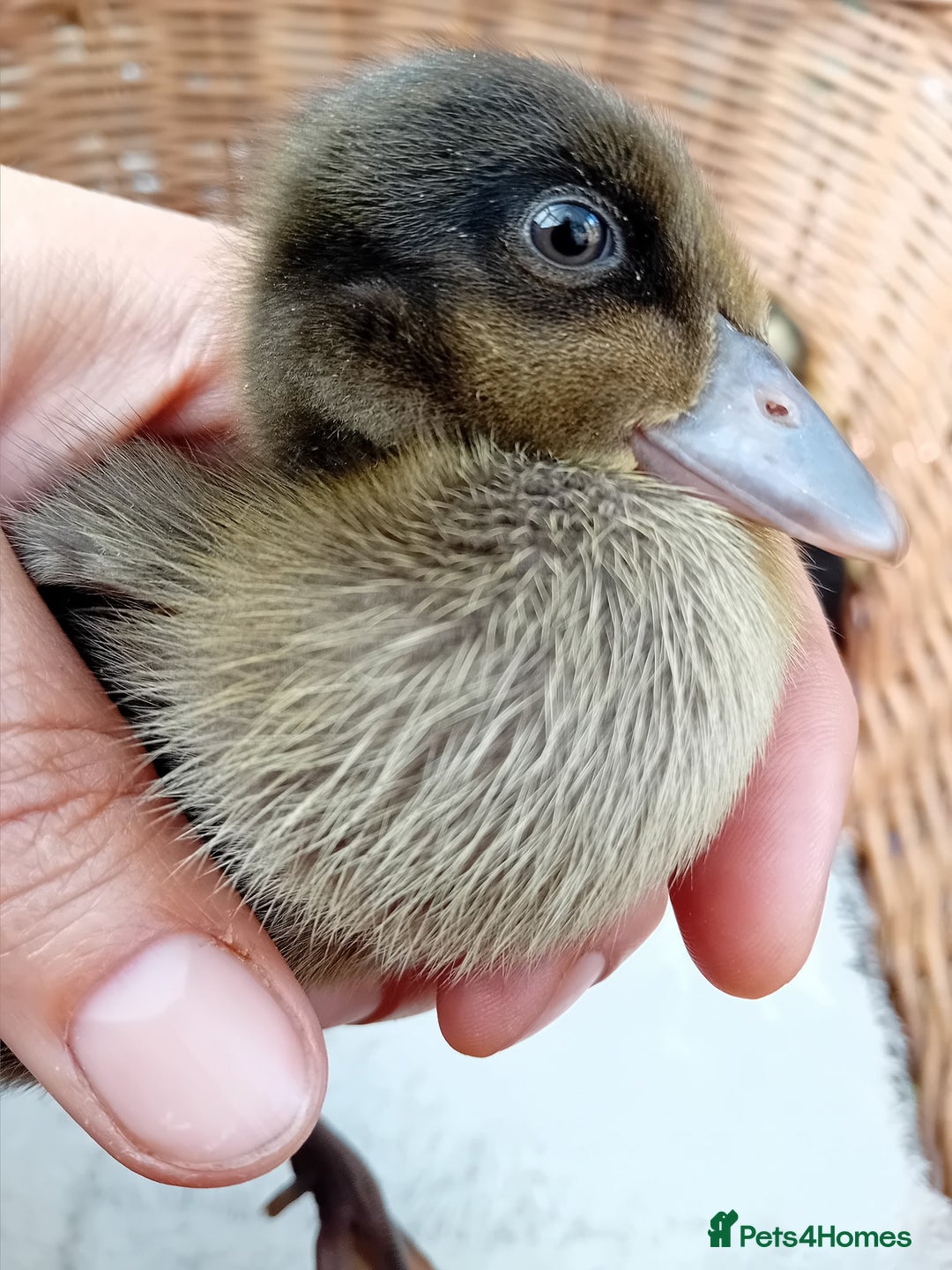 Ducks poultry for sale: Indian Runner Ducklings looking for Loving Homes - Image 2