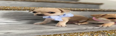 Chihuahua Puppy 1