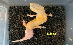 Leopard Gecko reptiles for sale: Leopard geckos cb25  - Image 1