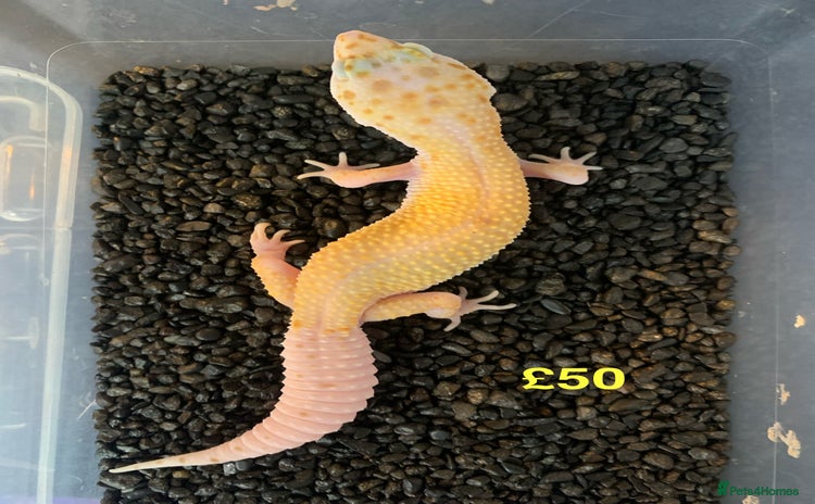 Leopard Gecko reptiles - Advert 1