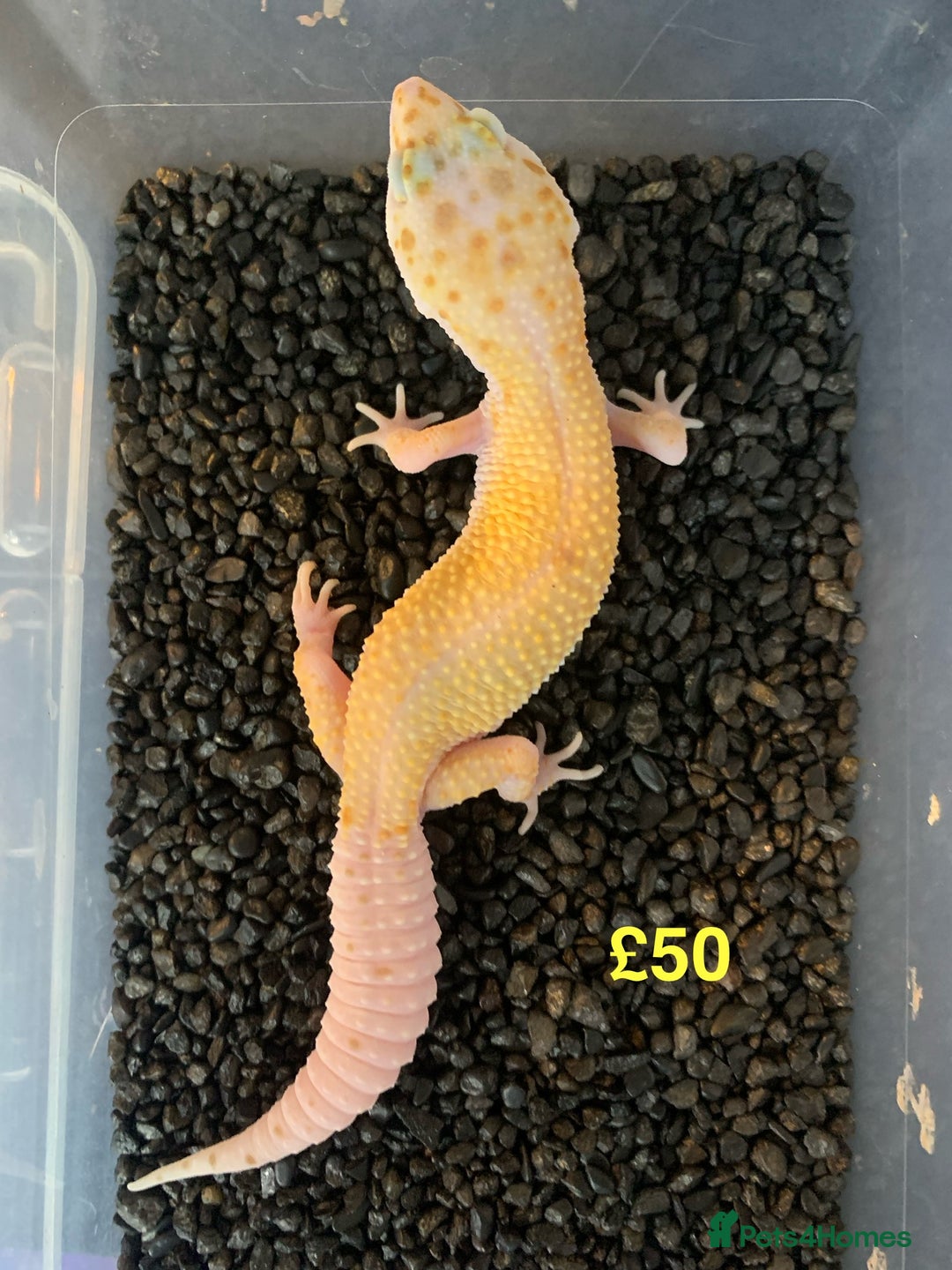 Leopard Gecko reptiles for sale: Leopard geckos cb25  - Image 1