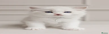 Ragdoll 6 - light blue