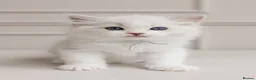 Ragdoll cats for sale: Best Ragdoll kittens - Advert 7