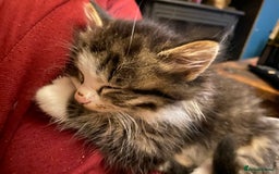Mixed Breed cats for sale: 4 kittens available mixed breed  - Image 2