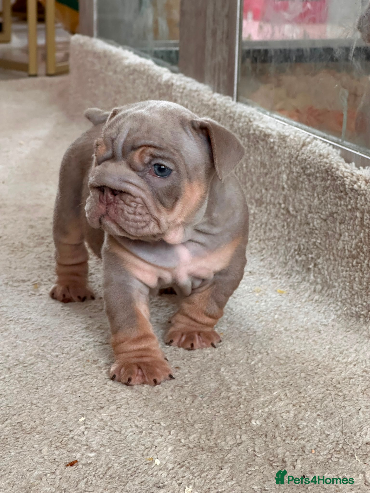 English Bulldog dogs Handsome, and now proven English Bulldog at stud - Advert 1