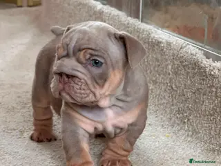 English Bulldog dogs Handsome, and now proven English Bulldog at stud - Advert 2