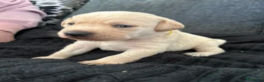 Labrador Retriever Puppy 2 (yellow)