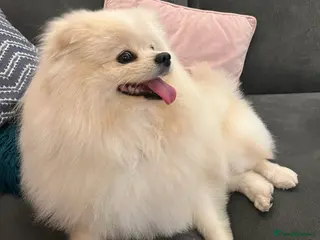Pomeranian dogs Pomeranian - Advert 1