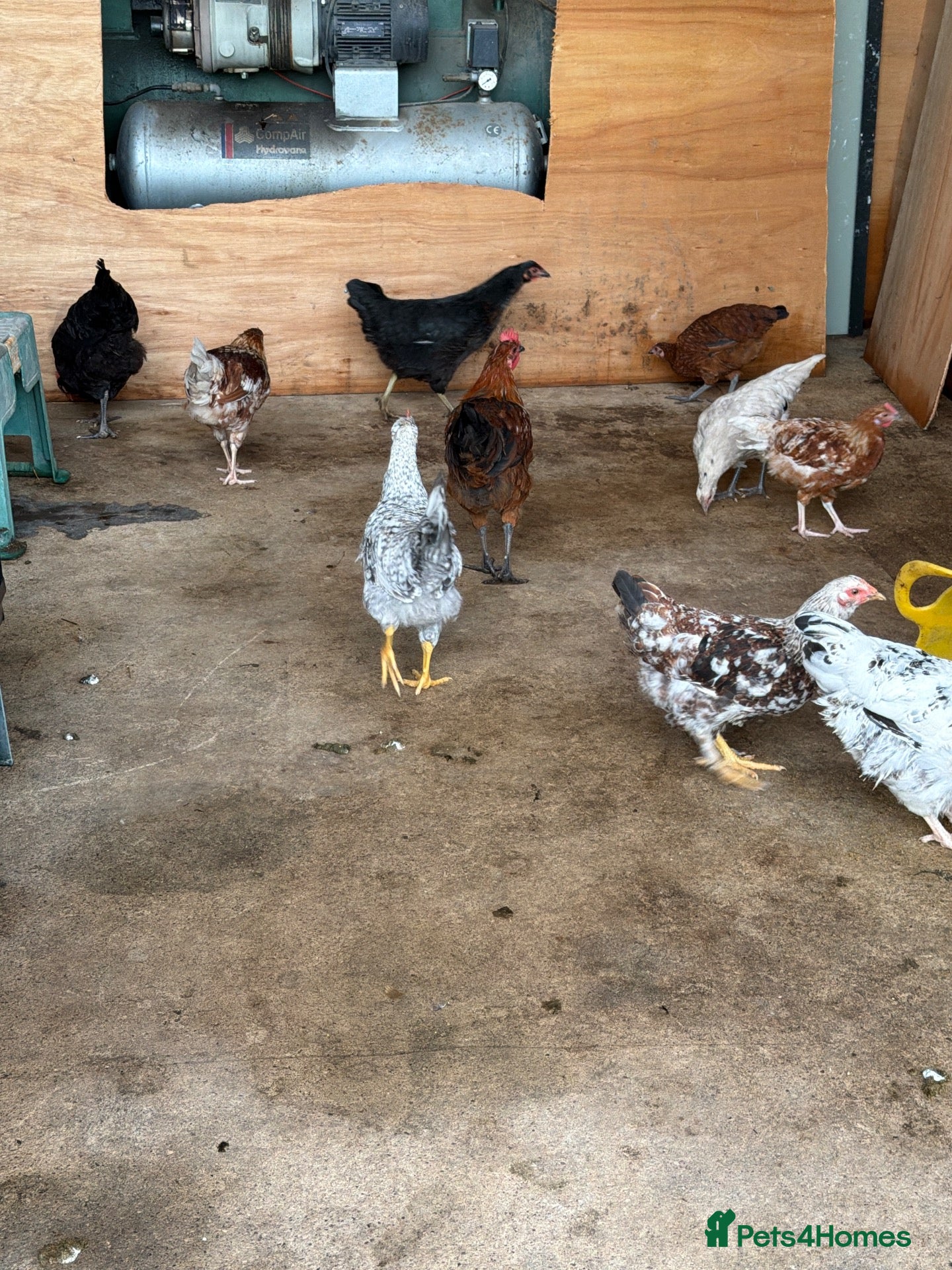 Chickens poultry 10 variety of chickens free to a good home - Advert 3