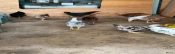 Chickens poultry for sale: 10 variety of chickens free to a good home - Advert 1