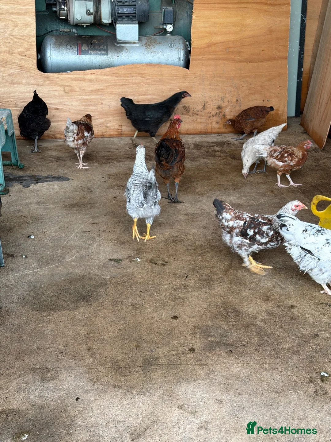 Chickens poultry for sale: 10 variety of chickens free to a good home - Advert 1