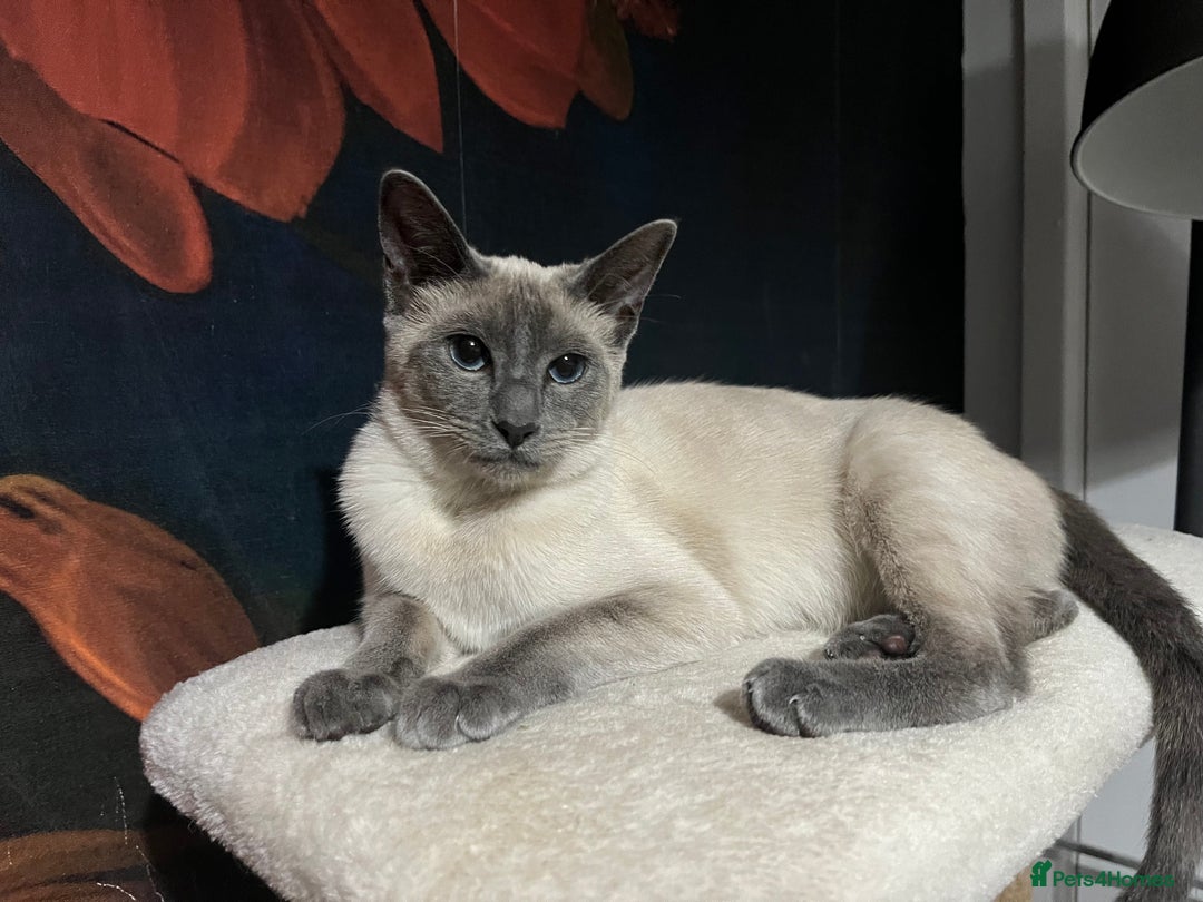 Siamese cats for sale: 6 adorable Siamese kittens  - Advert 2