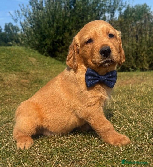 Golden Retriever dogs KC Dark Golden Retrievers 🧬 Health Tested Parents - Advert 1