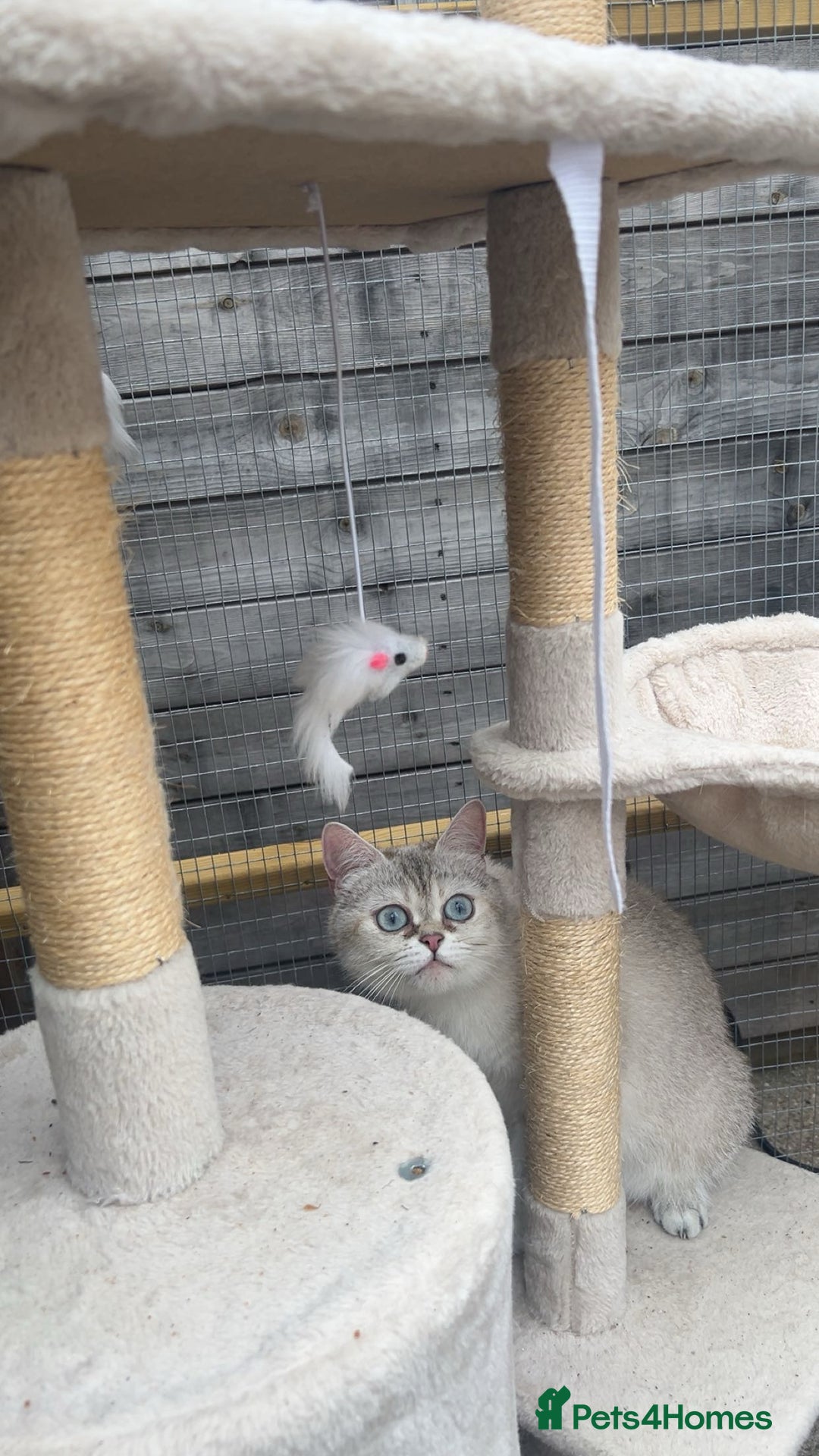 British Shorthair cats for sale: British shorthair kittens  - Image 33