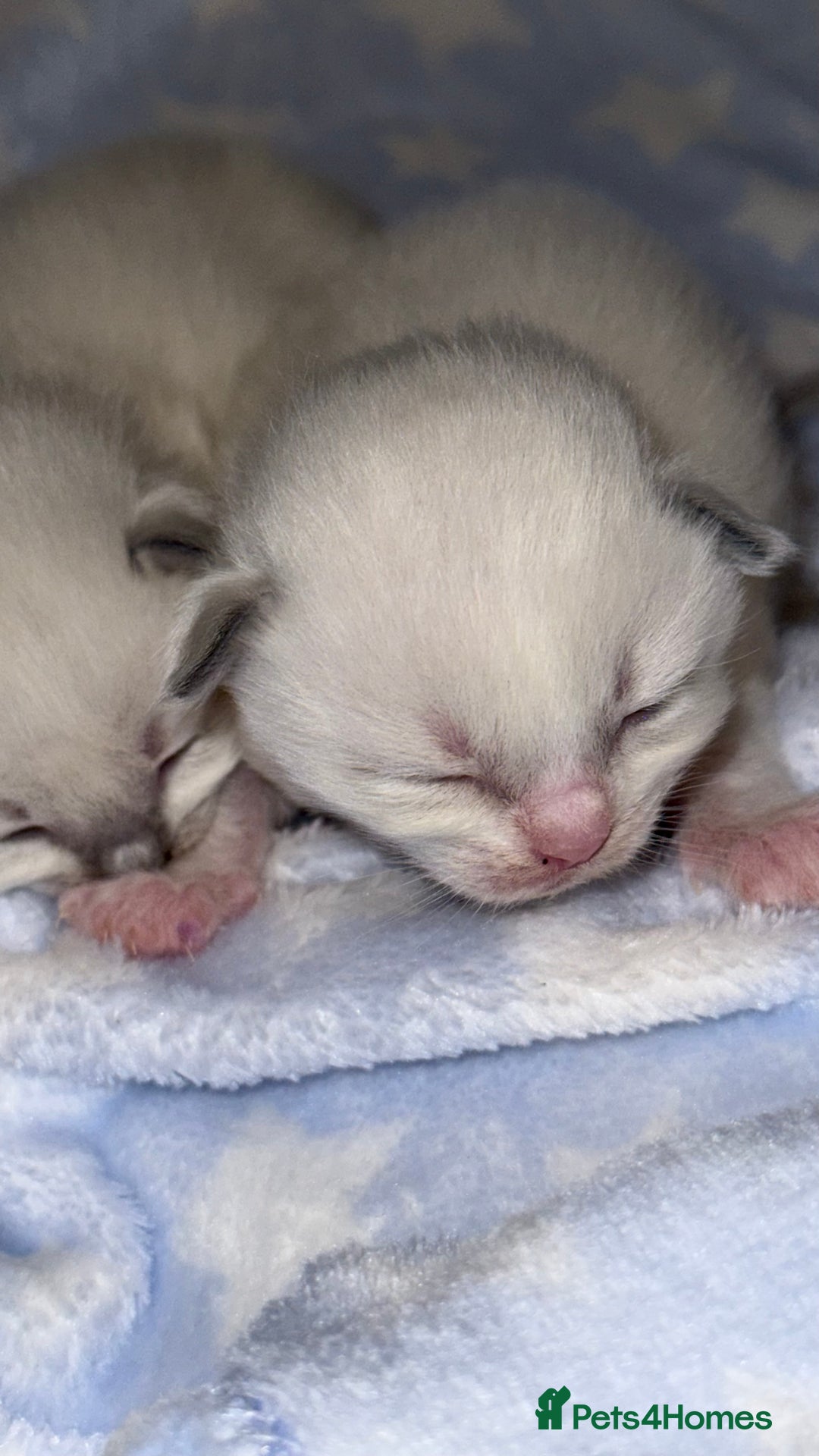 Ragdoll cats for sale: Stunning Blue Colourpoint Mitted Ragdoll kittens - Image 5