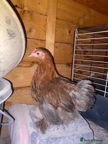Chickens poultry - Advert 17