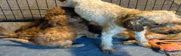Miniature Poodle dogs for sale: Stunning Miniature Poodle Puppies - Health Tested - Advert 6