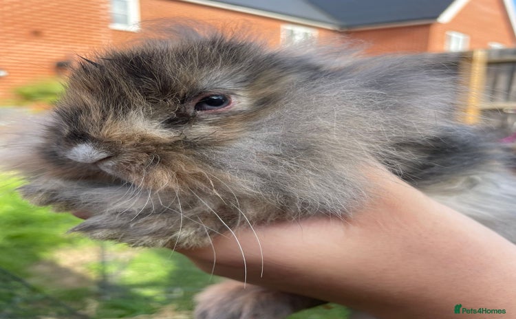 Mini Lion Lop rabbits - Advert 4