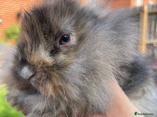 Mini Lion Lop rabbits - Advert 17