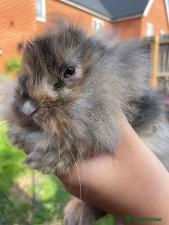 Mini Lion Lop rabbits - Advert 1
