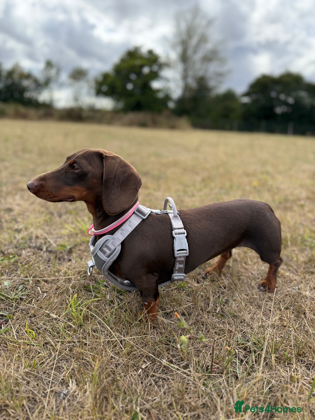 Dachshund dogs for sale: Beautiful Dachshund Puppies - Advert 1