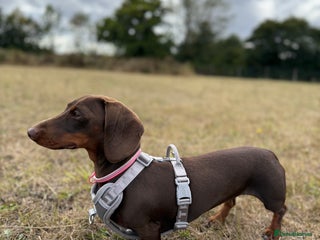 Dachshund dogs Beautiful Dachshund Puppies - Advert 3