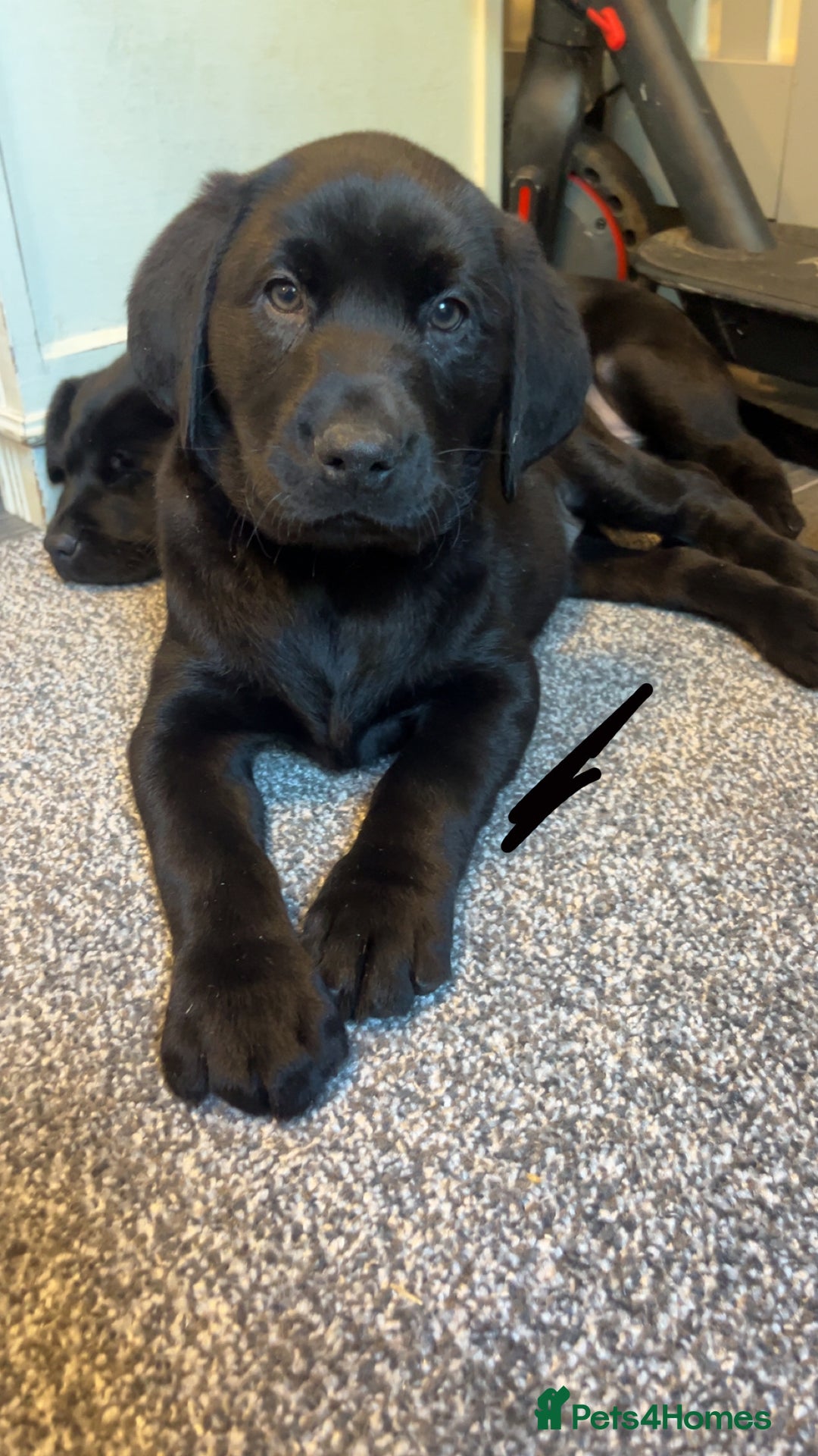 Labrador Retriever dogs for sale: READY NOW.Beautiful black KC registered Labradors  - Advert 9