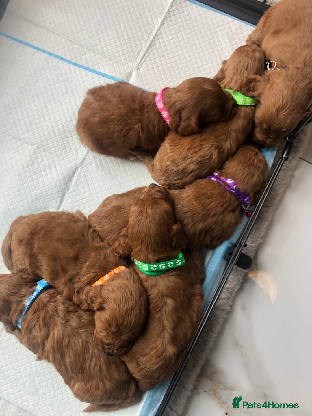 Cockapoo dogs for sale: Health Tested Fox Red Cockapoo  - Image 24