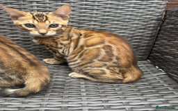 Bengal cats for sale: Bengal boy  - Image 2