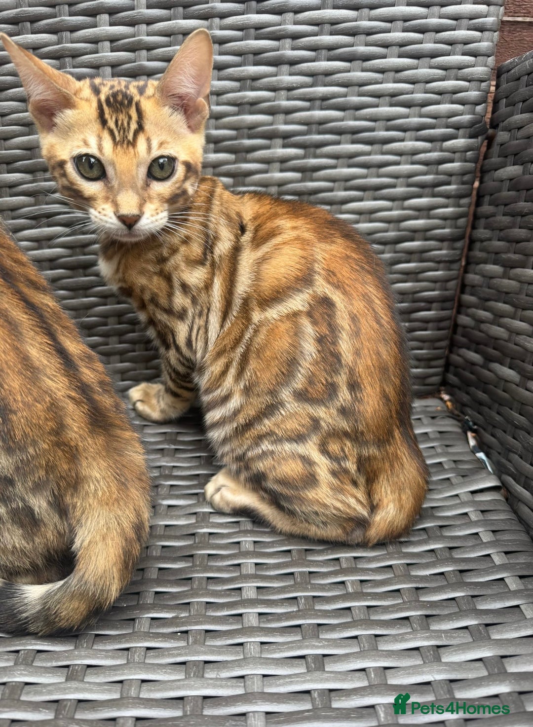 Bengal cats for sale: Bengal boy  - Image 2
