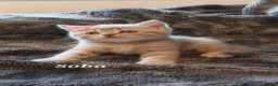 British Shorthair cats for sale: Rose gold British Shorthair  - Advert 12