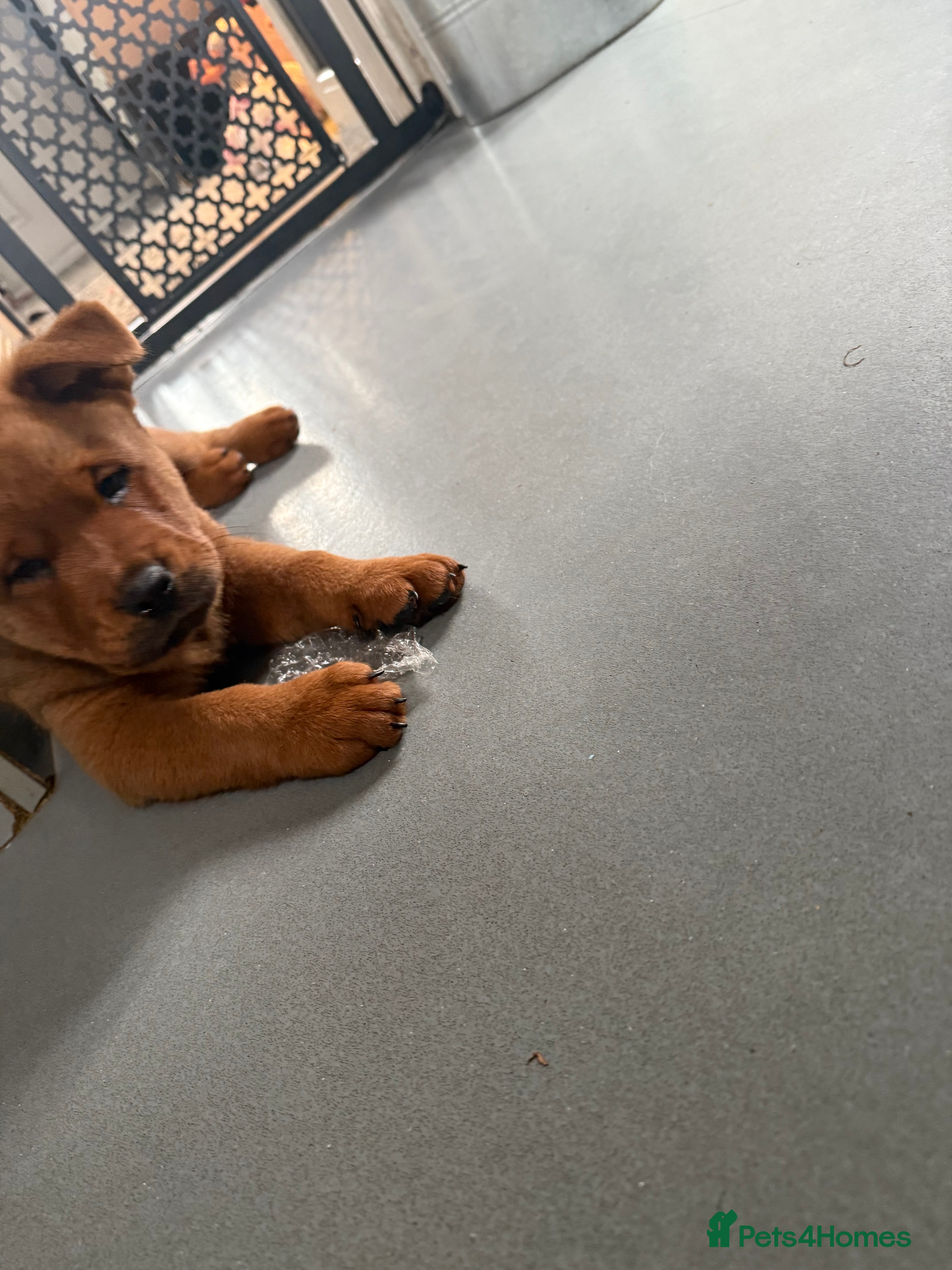 Mixed Breed dogs Ready now Chow chow x Rottweiler puppies  - Advert 2