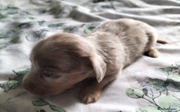 Mixed Breed dogs for sale:  Long haired Dachshund x - Image 4
