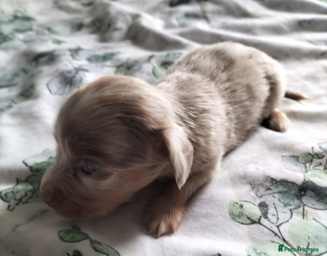 Mixed Breed dogs for sale:  Long haired Dachshund x - Image 4
