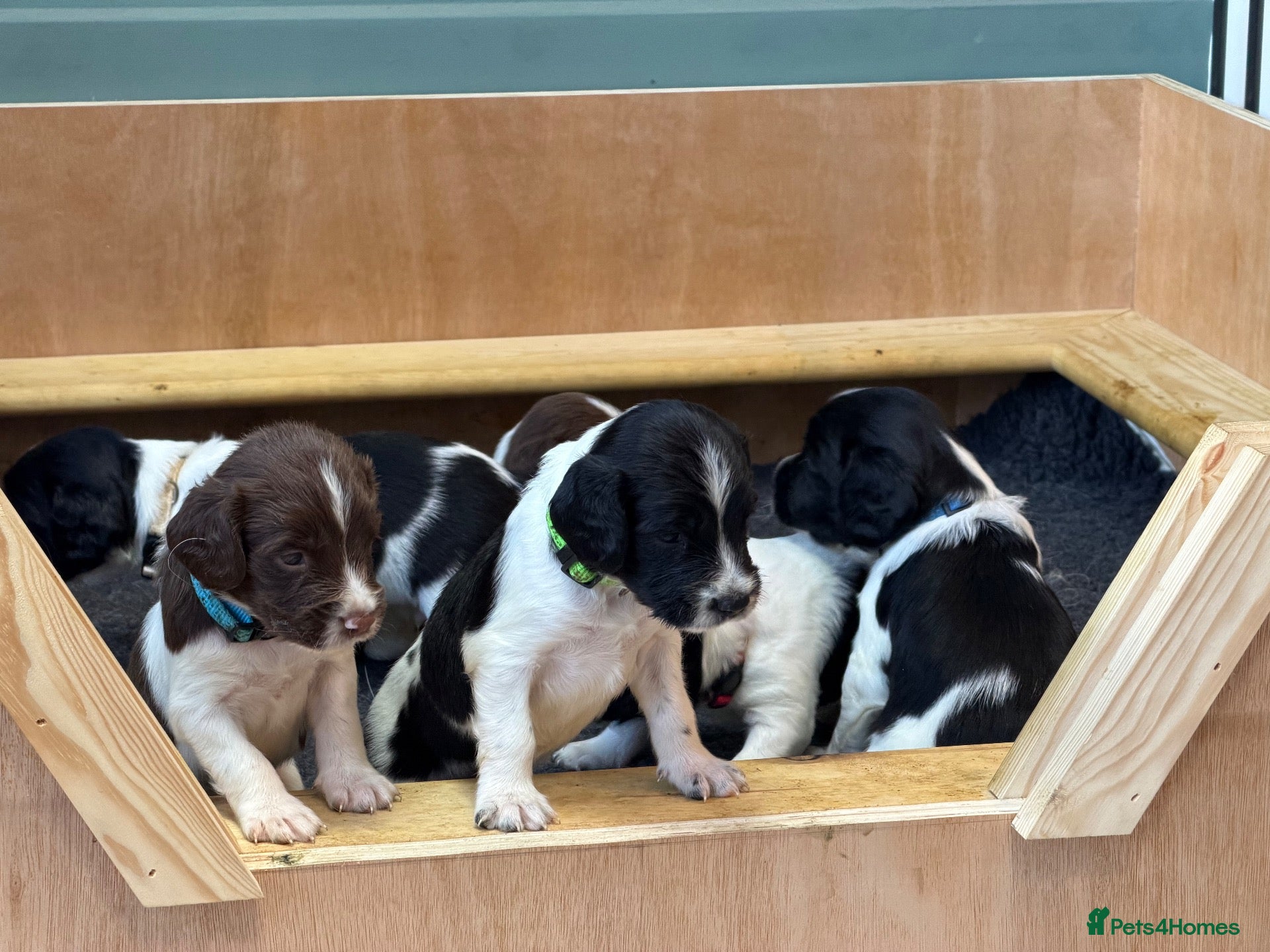 English Springer Spaniel dogs KC Reg - L&W B&W *Docked&Vetted* 3 Dogs available  - Advert 1