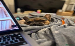 French Bulldog dogs for sale: 3 year old male French bull dog  - Image 4