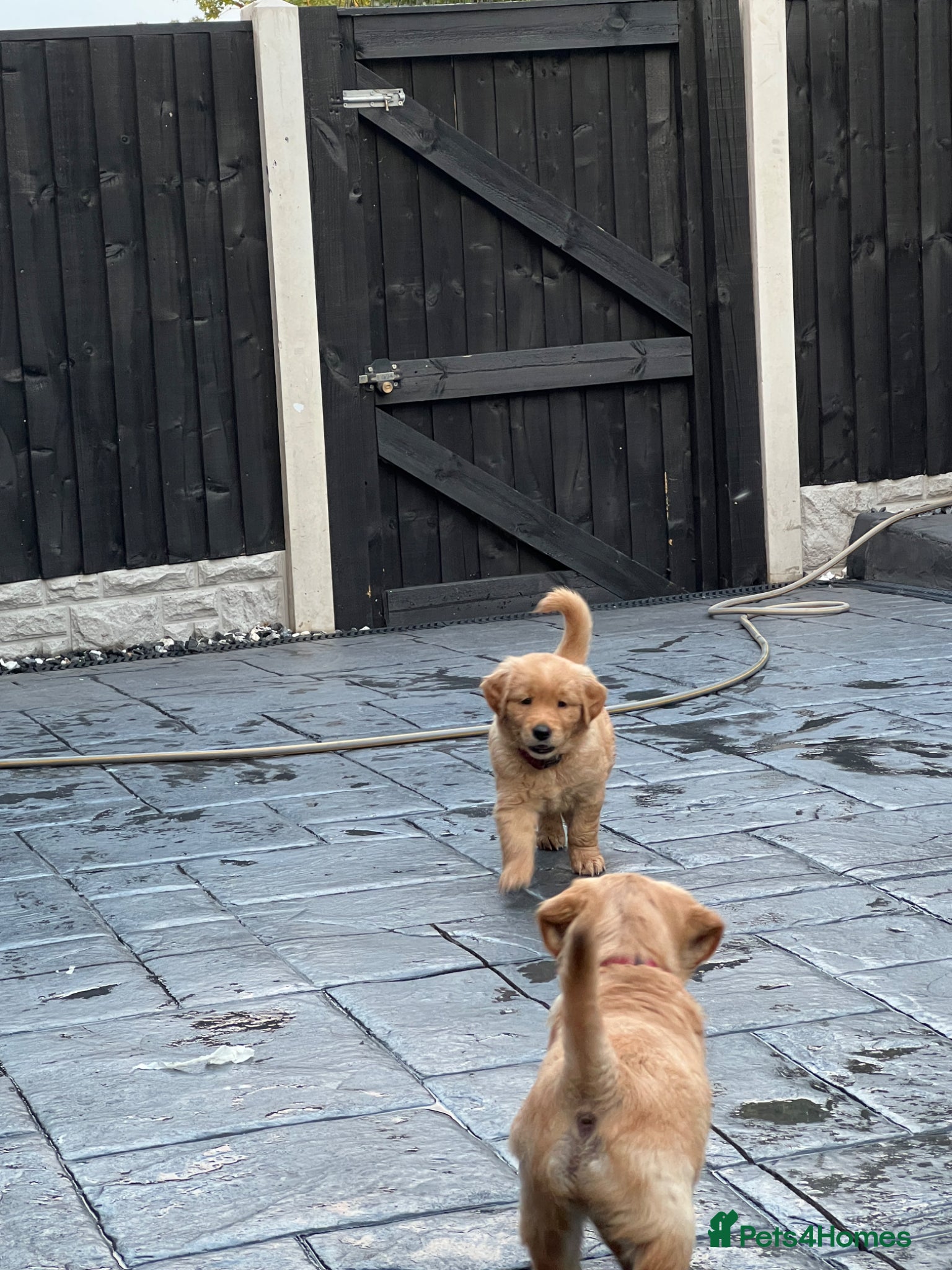 Golden Retriever dogs Extensively health tested kc reg golden girls - Advert 13