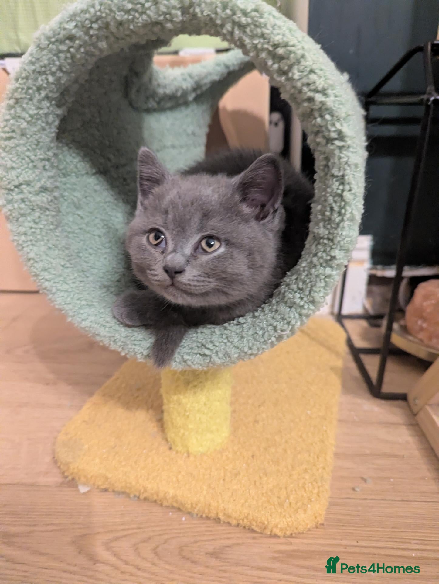 British Shorthair cats for sale: Champion line British Shorthair kittens - Advert 1