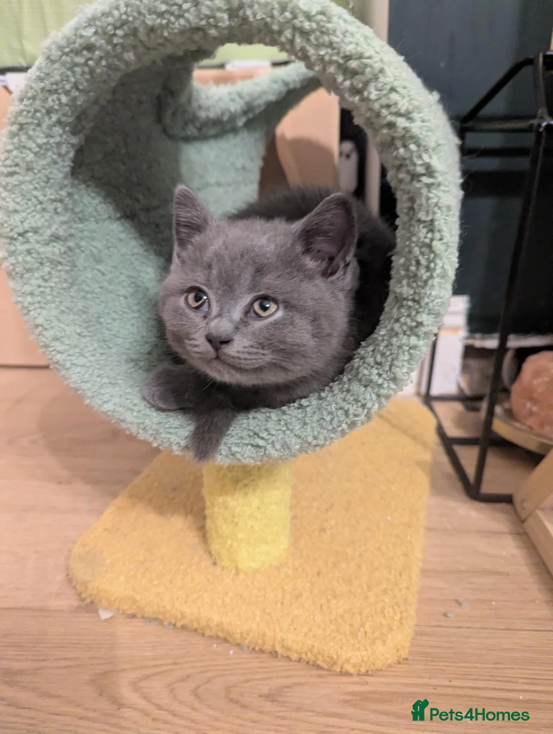 British Shorthair cats for sale: Champion line British Shorthair kittens in Blackburn - Advert 1