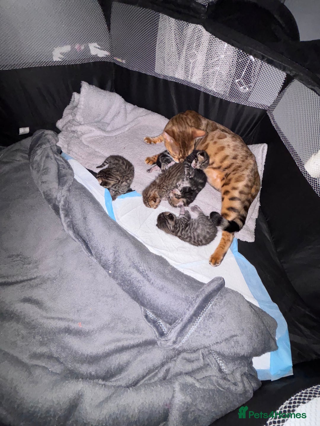 Bengal cats for sale: Bengal X  - Image 2