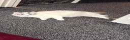 Ragdoll cats for sale: Ragdoll Kittens Ready Now – Birmingham in Birmingham - Advert 27